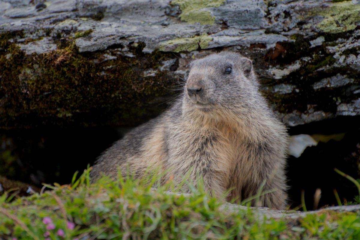 menzbier's marmot