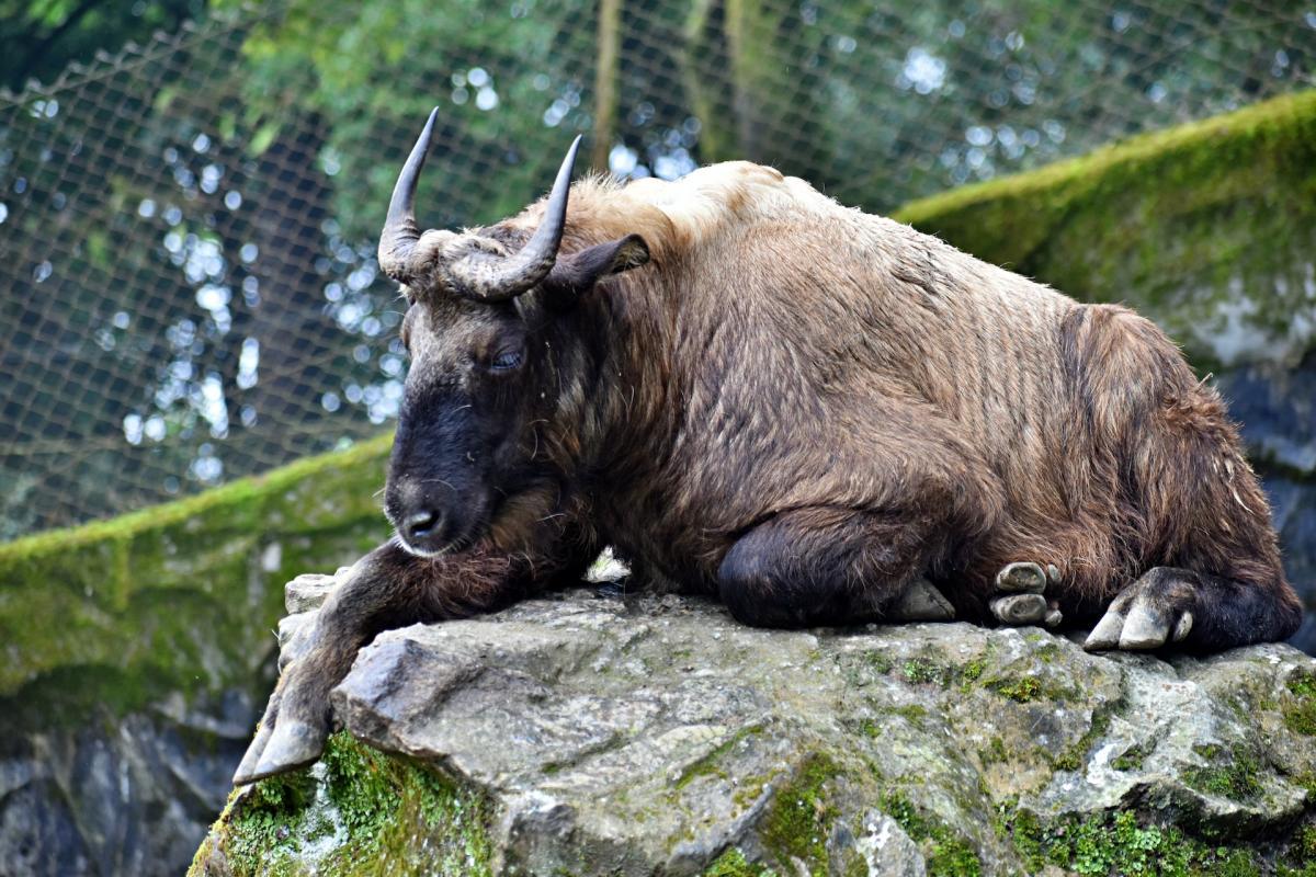 mishmi takin is one of the animals that live in india