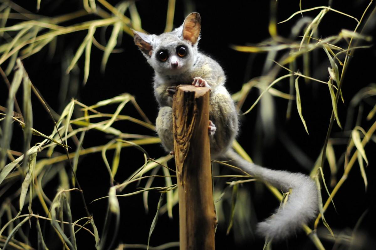 mohol bushbaby