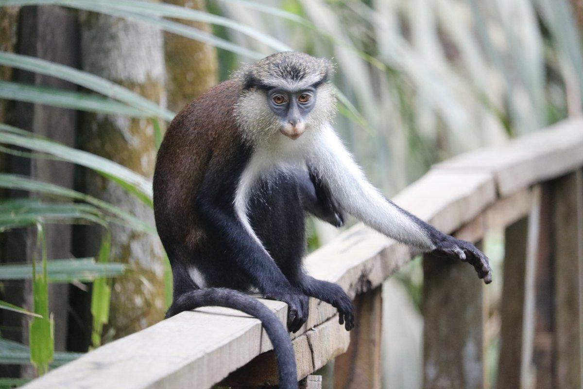 mona monkey is one of the animals native to ghana