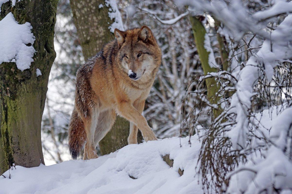 mongolian wolf is in the native animals in south korea