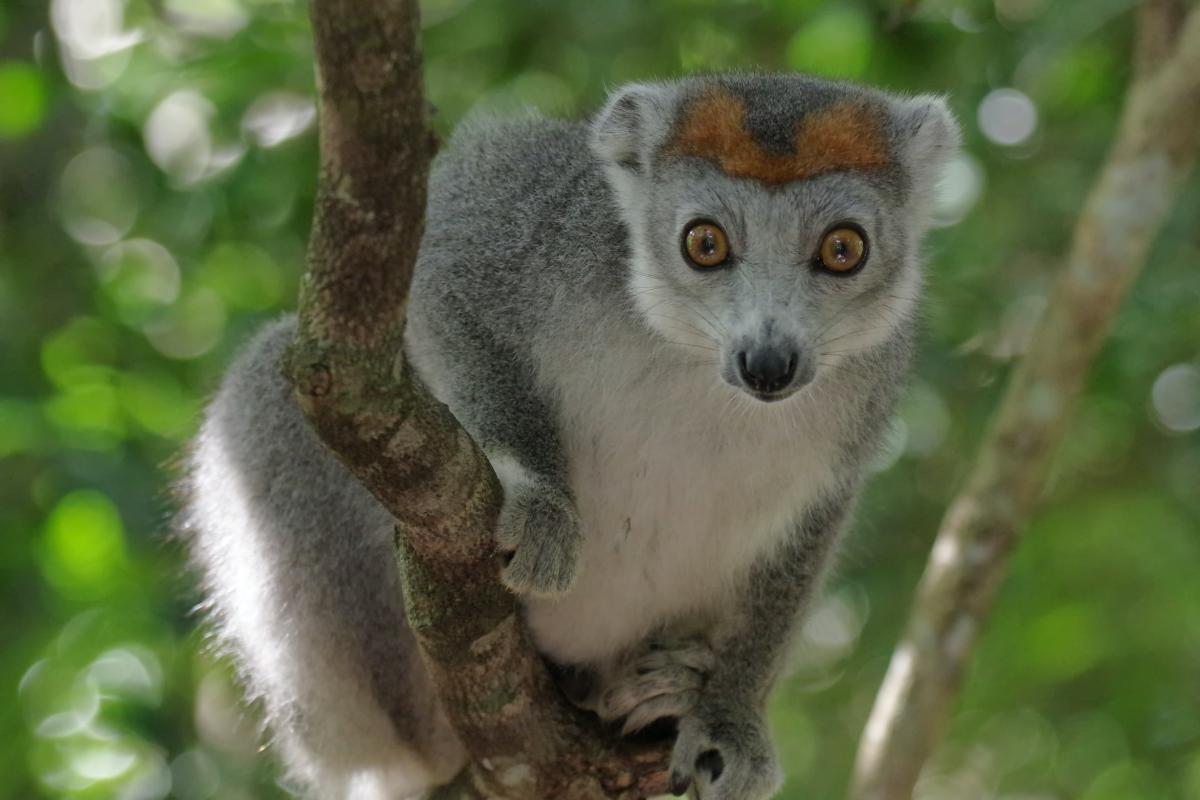 mongoose lemur is the national animal of comoros