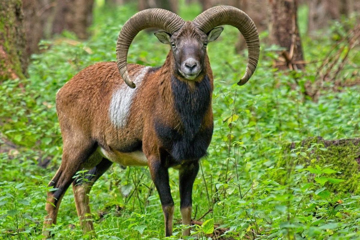 mouflon is one of the animals that live in turkey