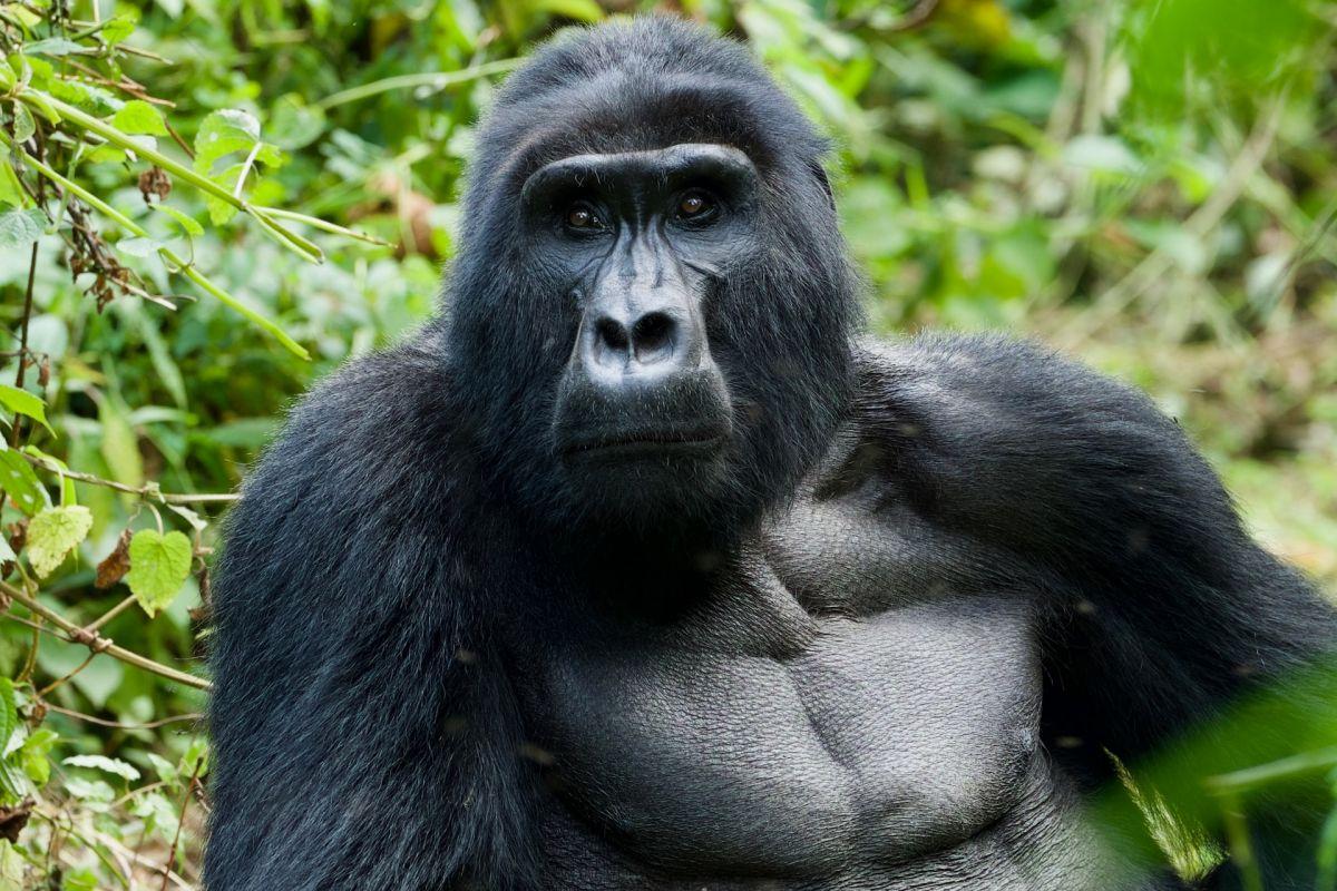 mountain gorilla