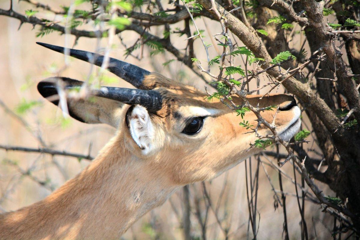 mountain reedbuck is among the endangered animals in lesotho