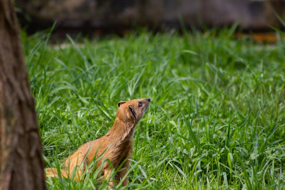 moutain weasel