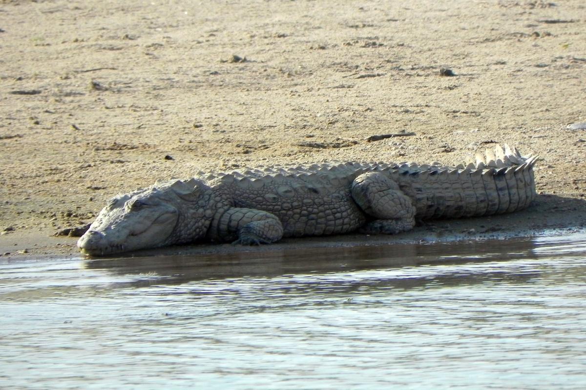 mugger crocodile is one of the endemic animals in india
