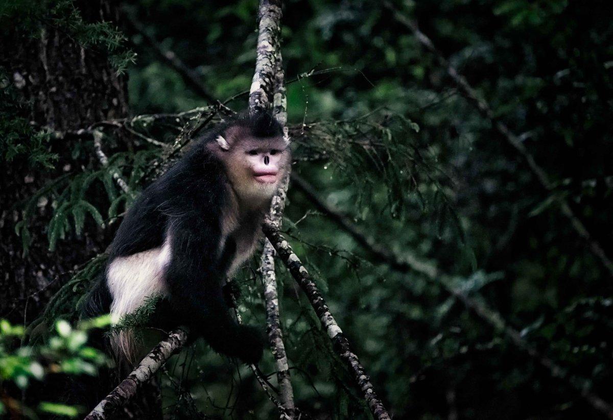 myanmar snub-nosed monkey