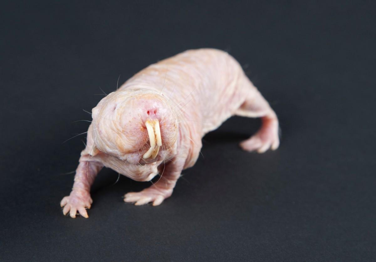 naked mole-rat is among the ethiopia animals