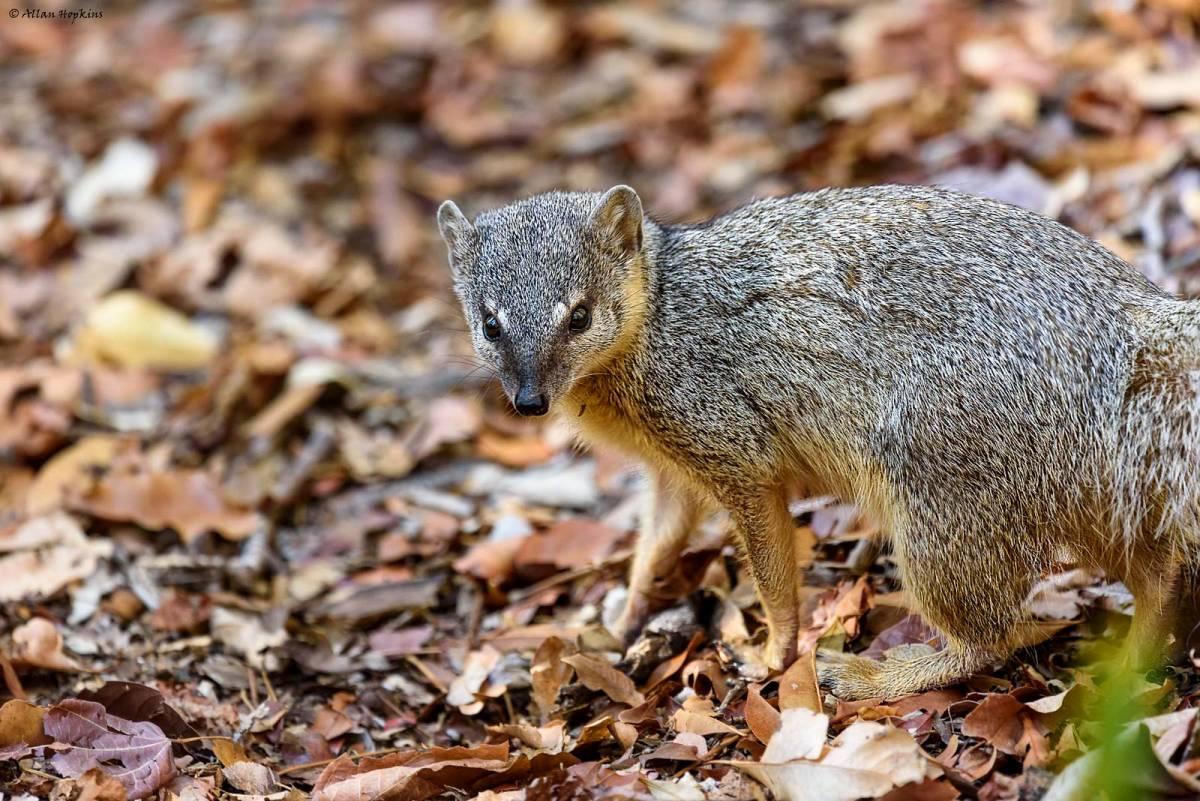 narrow striped mongoose is oone of the animals found in madagascar