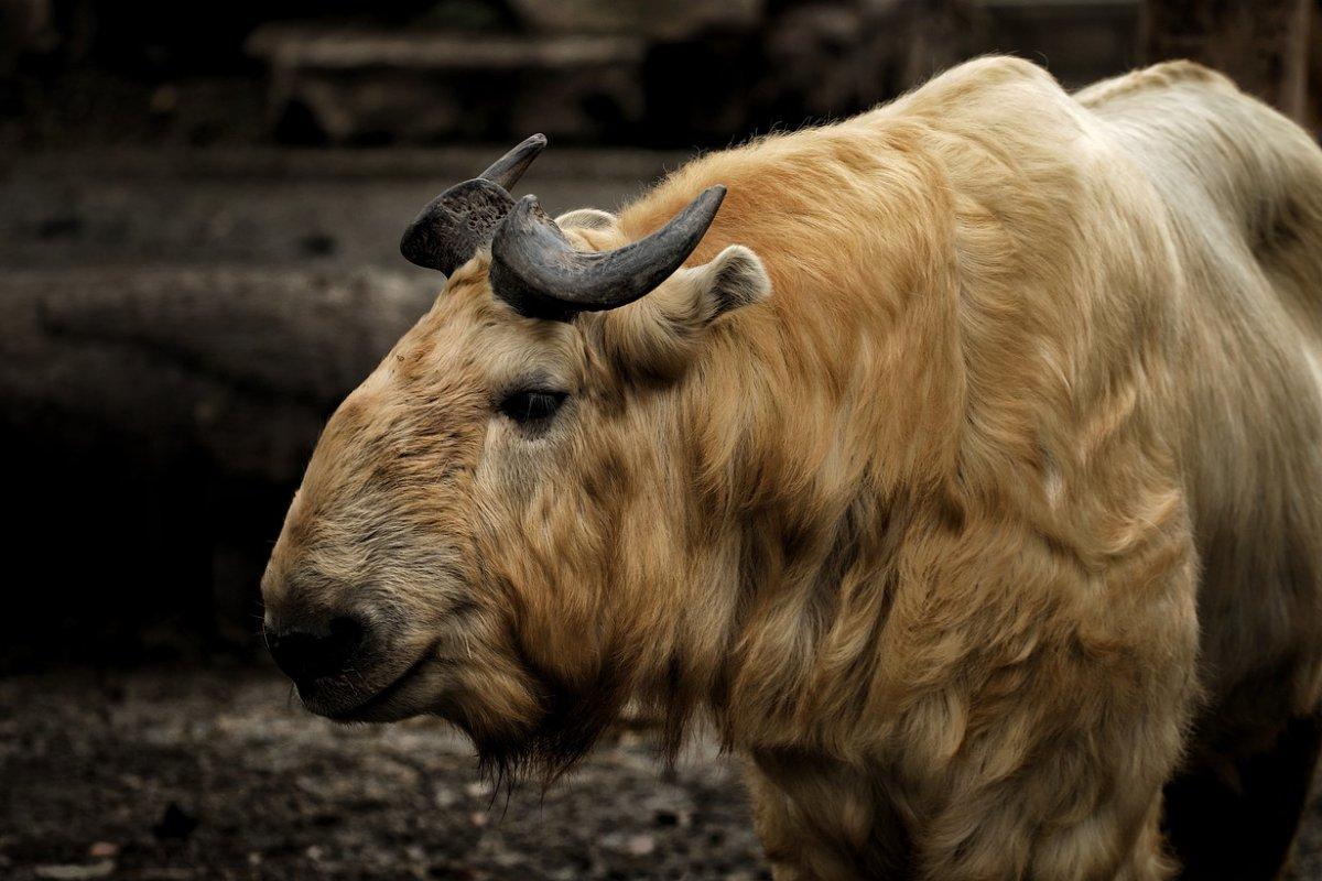 national animal of bhutan takin