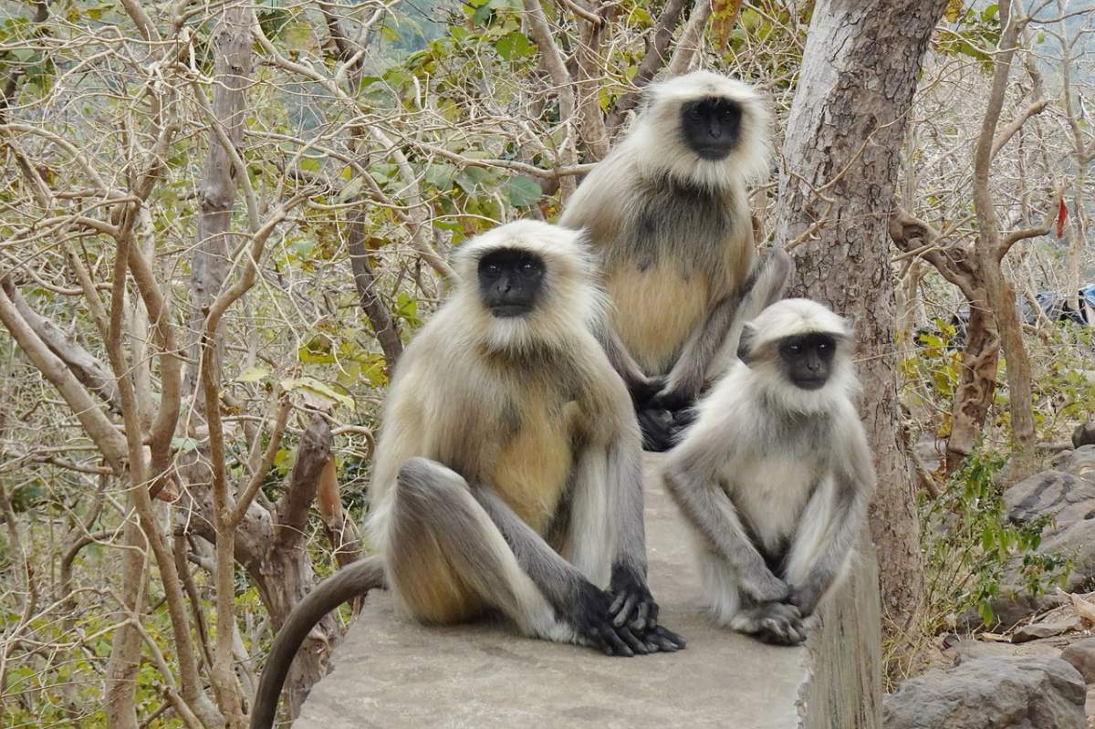 nepal gray langur is among the animals native to nepal