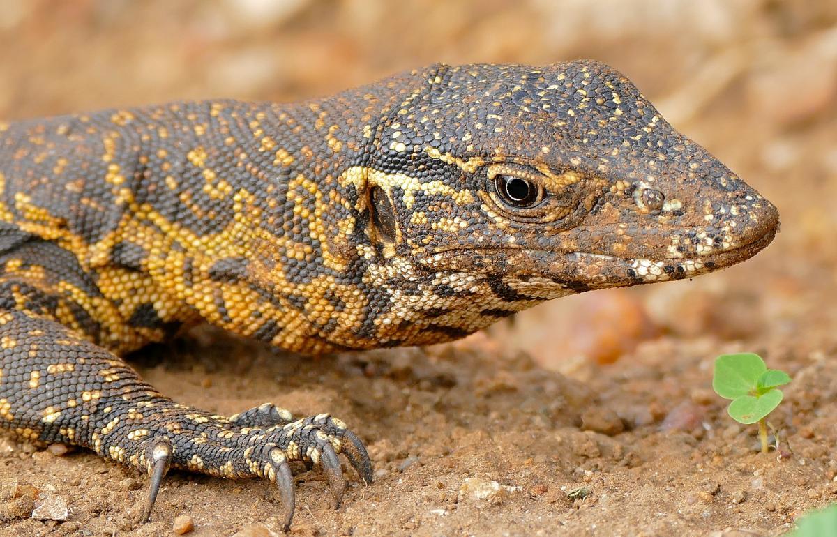 nile monitor is an animal guinea has on its land