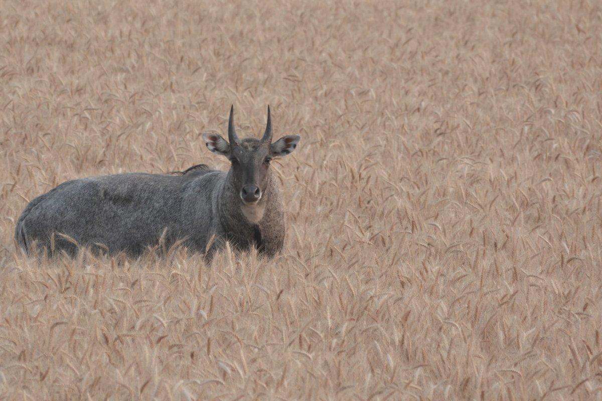 nilgai is among the pakistan wild animals