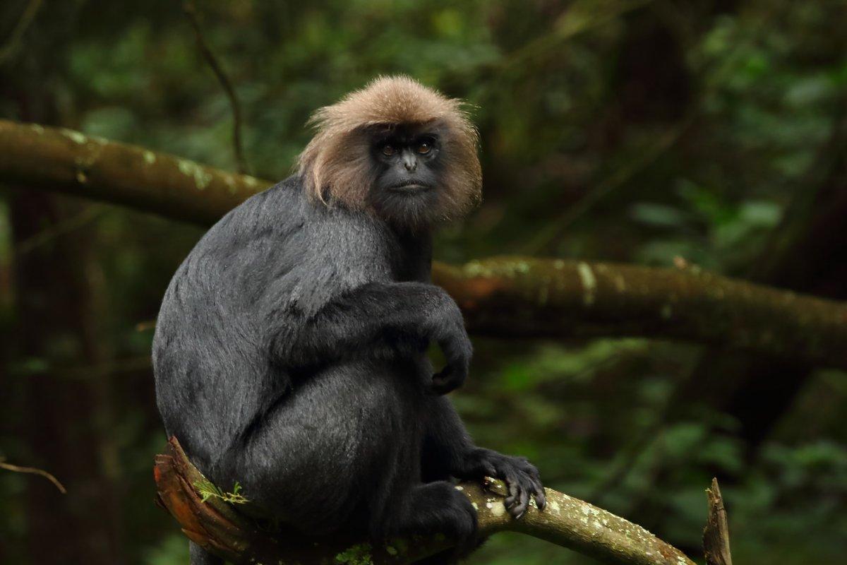 nilgiri langur