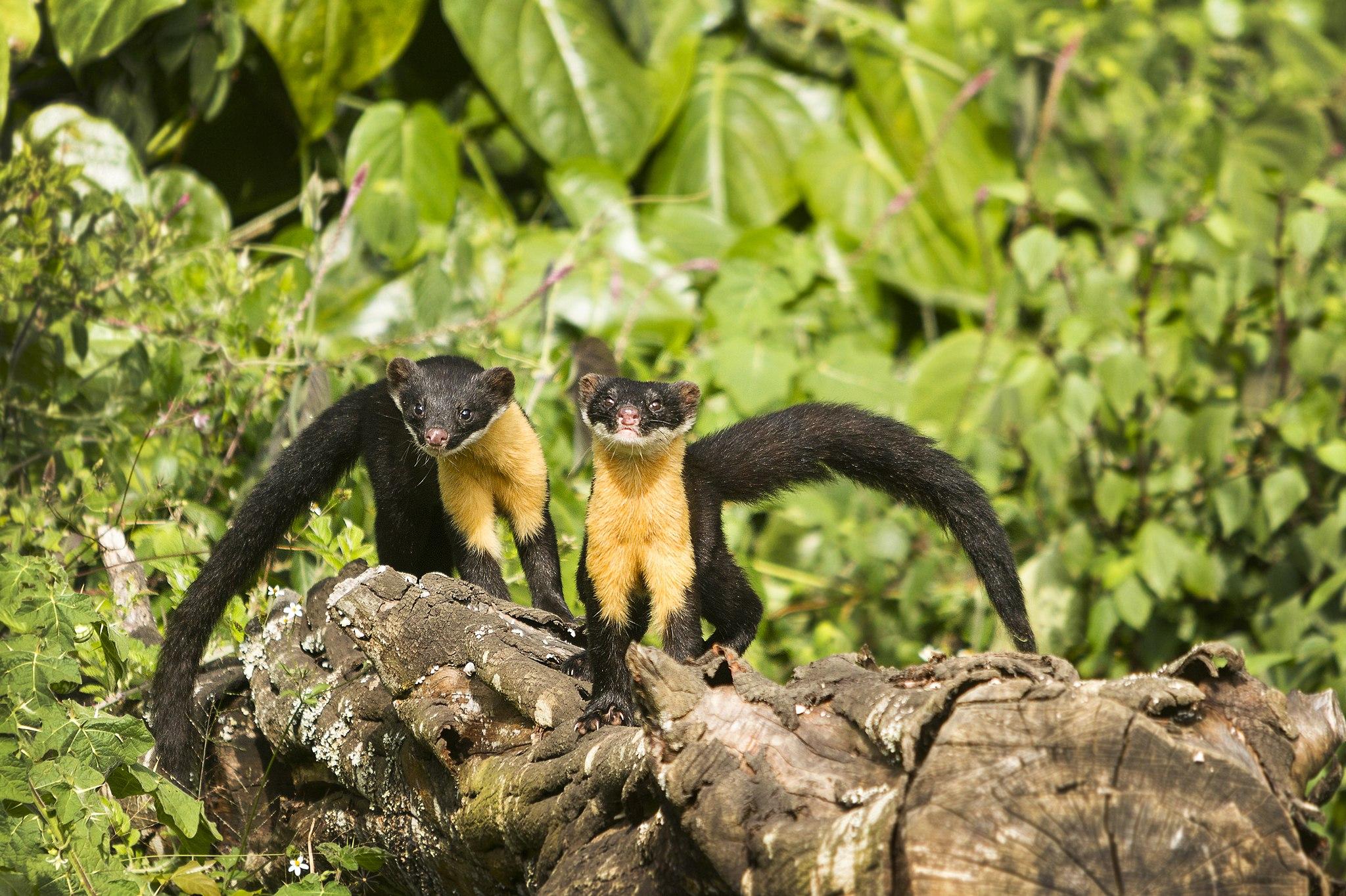 nilgiri marten is one of the vulnerable species in india