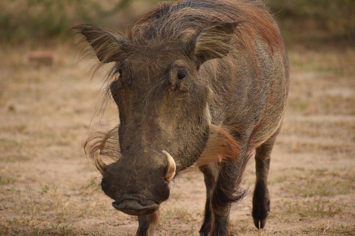 nolan warthog is among the animals from nigeria