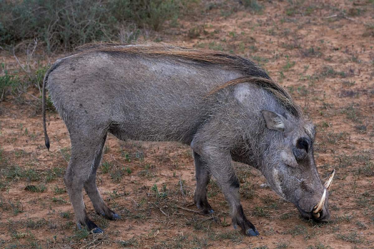 nolan warthog is part of the sudan animals list