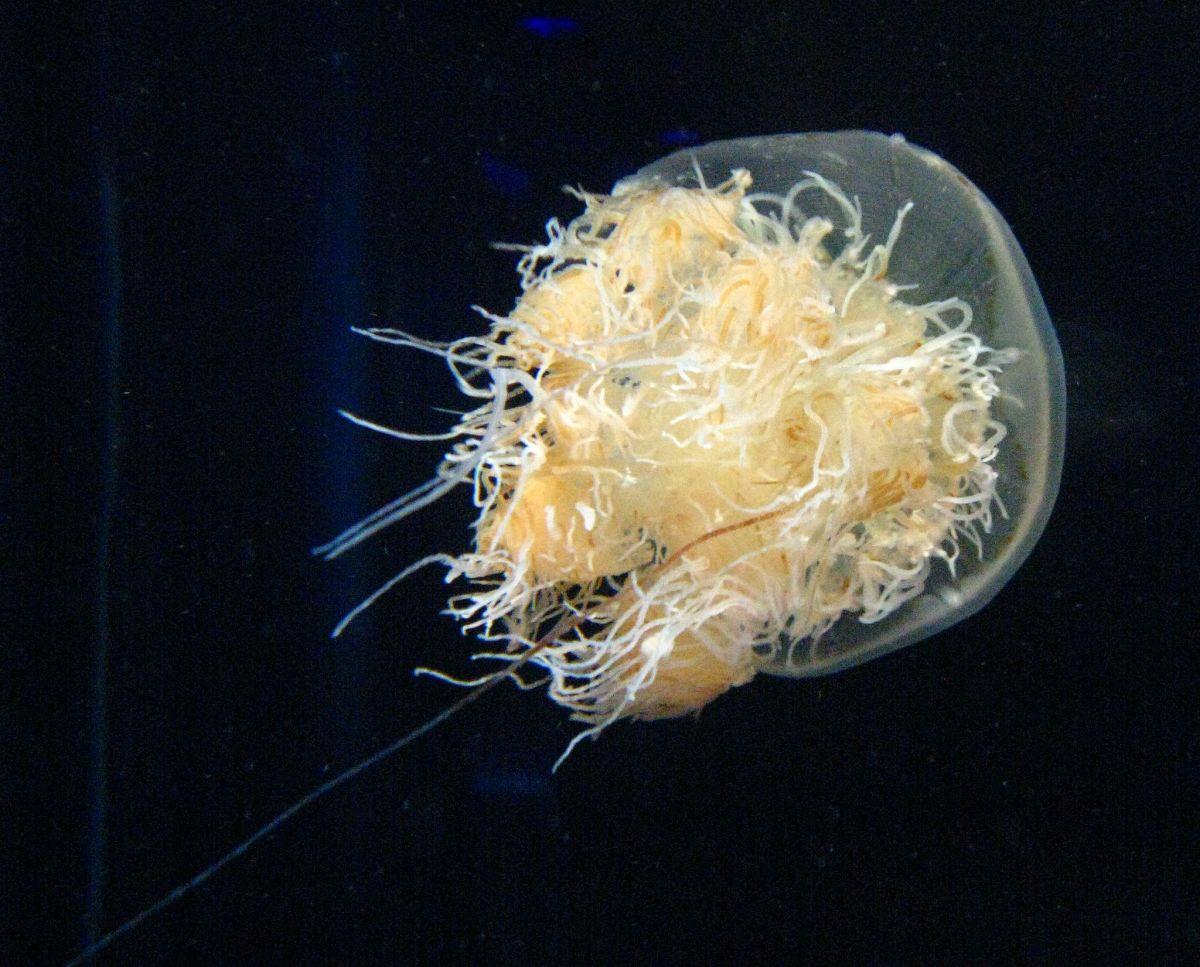nomura's jellyfish is among the native animals of japan