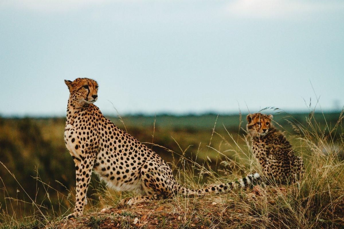 northeast african cheetah is among the chad animals africa has on its land