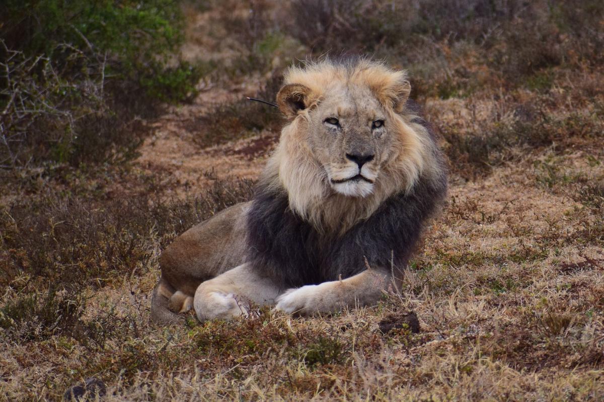 northern lion is a cameroon animal