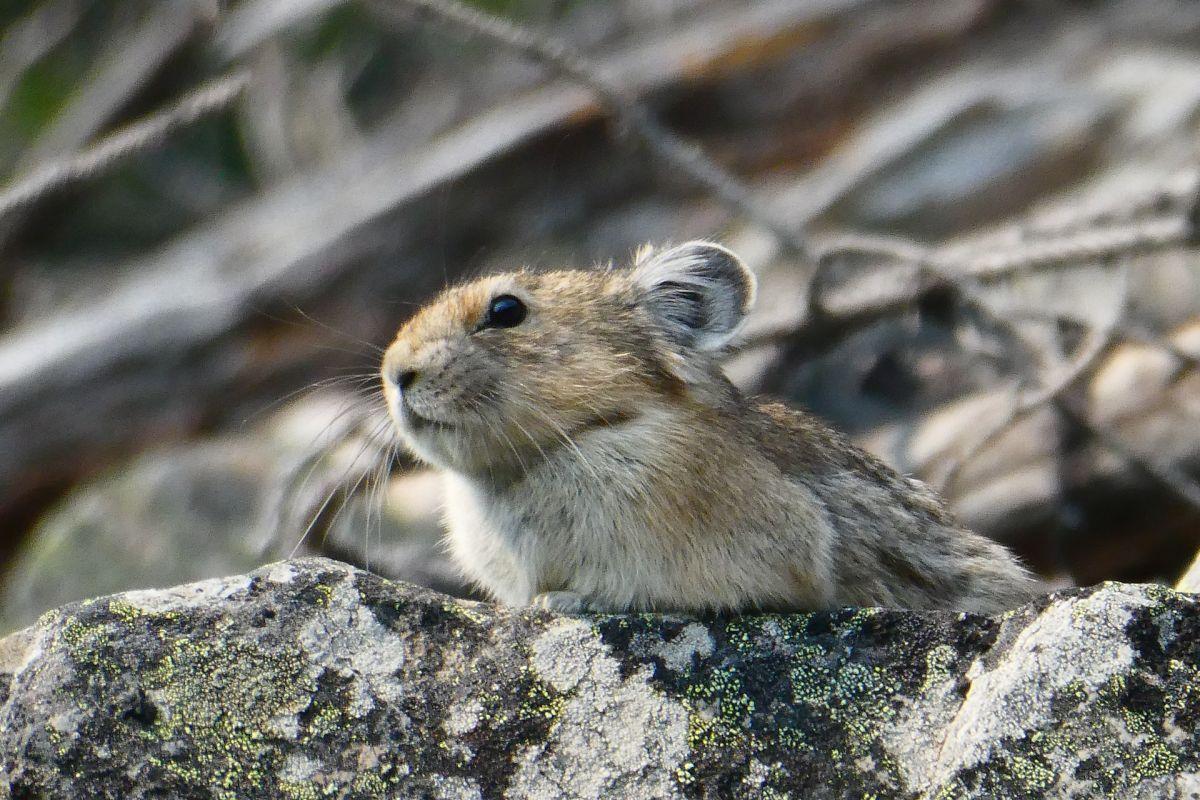 northern pika