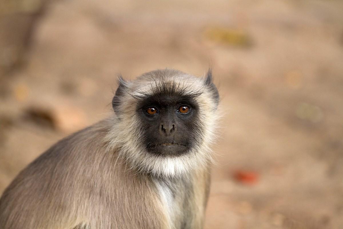 northern plains gray langur is one of the bangladeshi animals
