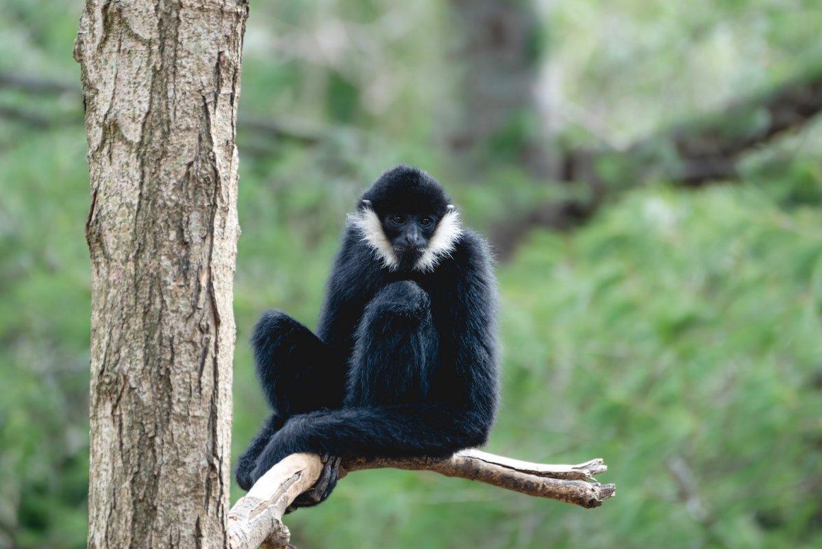 northern white cheeked gibbon is in the native animals in china