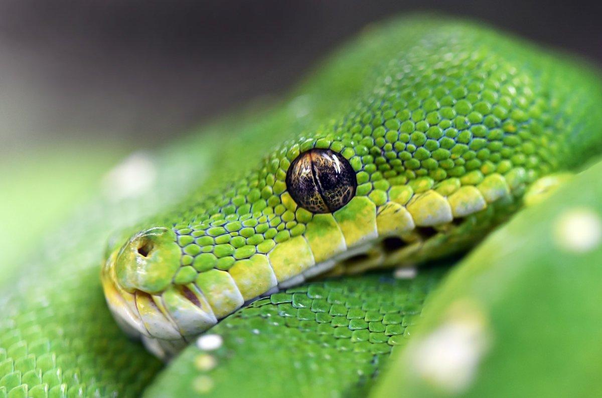 northern white-lipped pit viper is in the list of animals in nepal