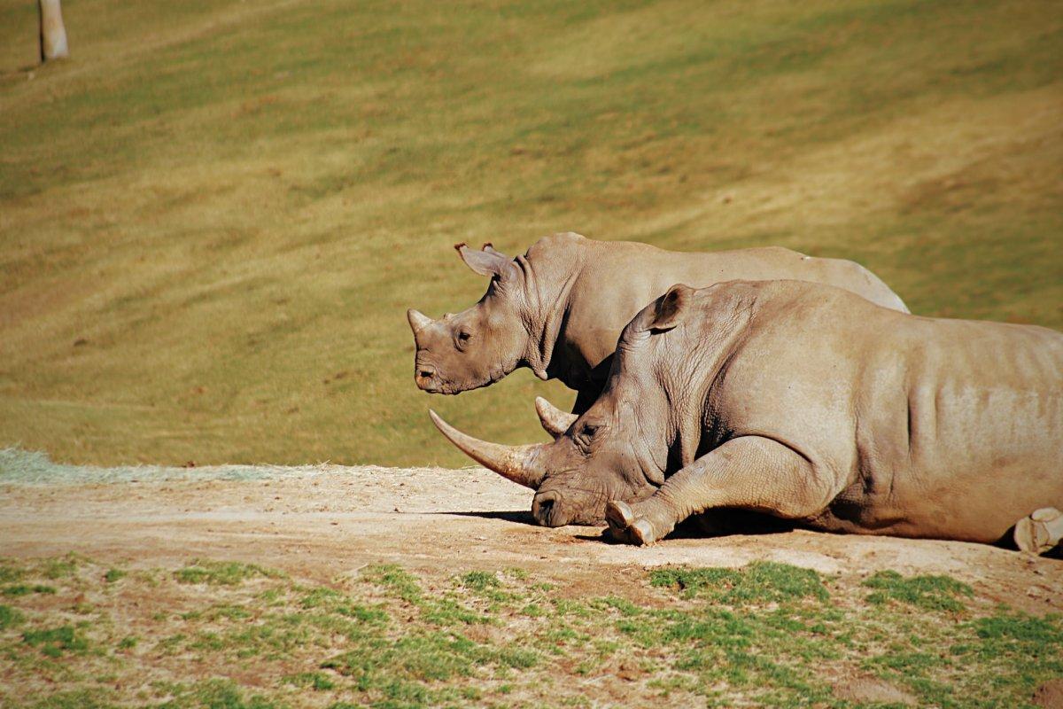 northern white rhinoceros is part of the wildlife of central africa