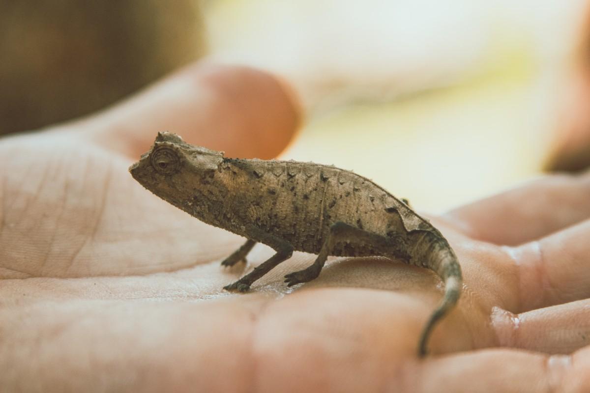 nosy hara leaf chameleon