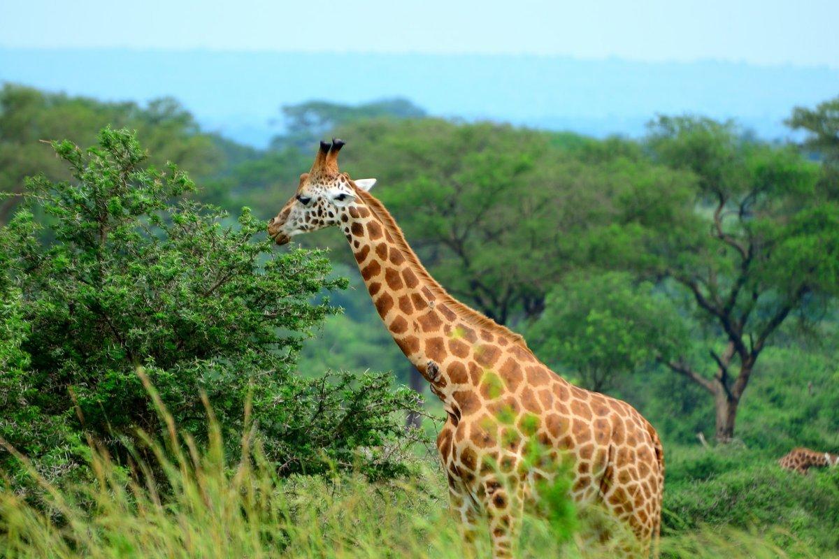 nubian giraffe is one of the native animals of sudan