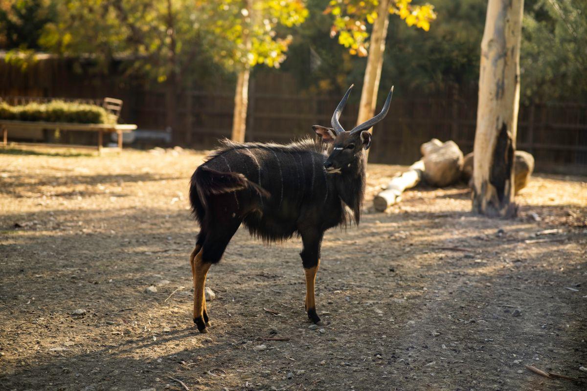 nyala is among the malawi animals