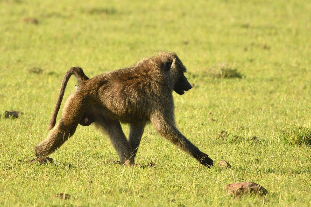 olive baboon is one of the animals that live in the congo