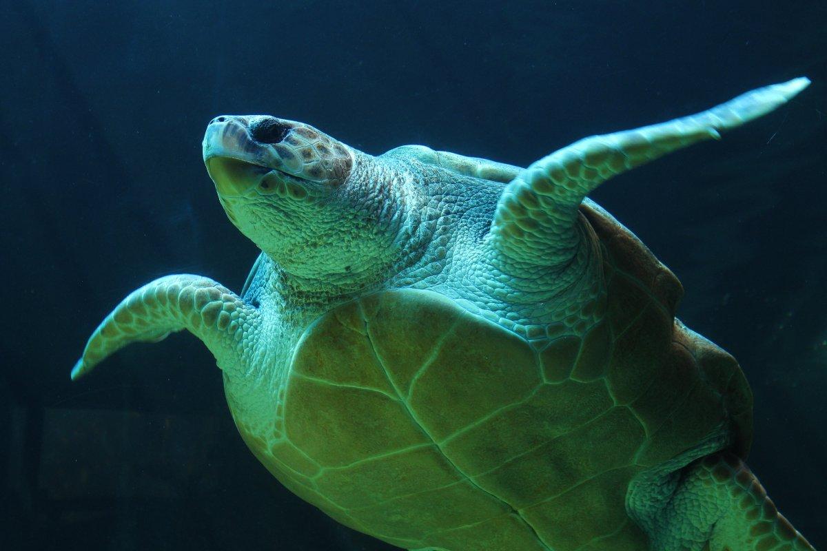 olive ridley sea turtle is among the wild animals of pakistan
