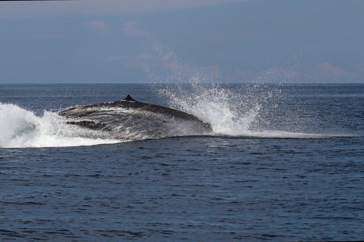 omura's whale is one of madagascar wild animals