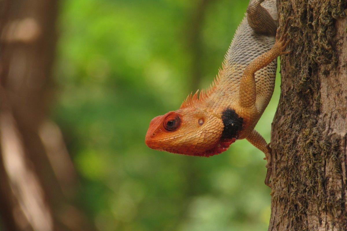 oriental garden lizard