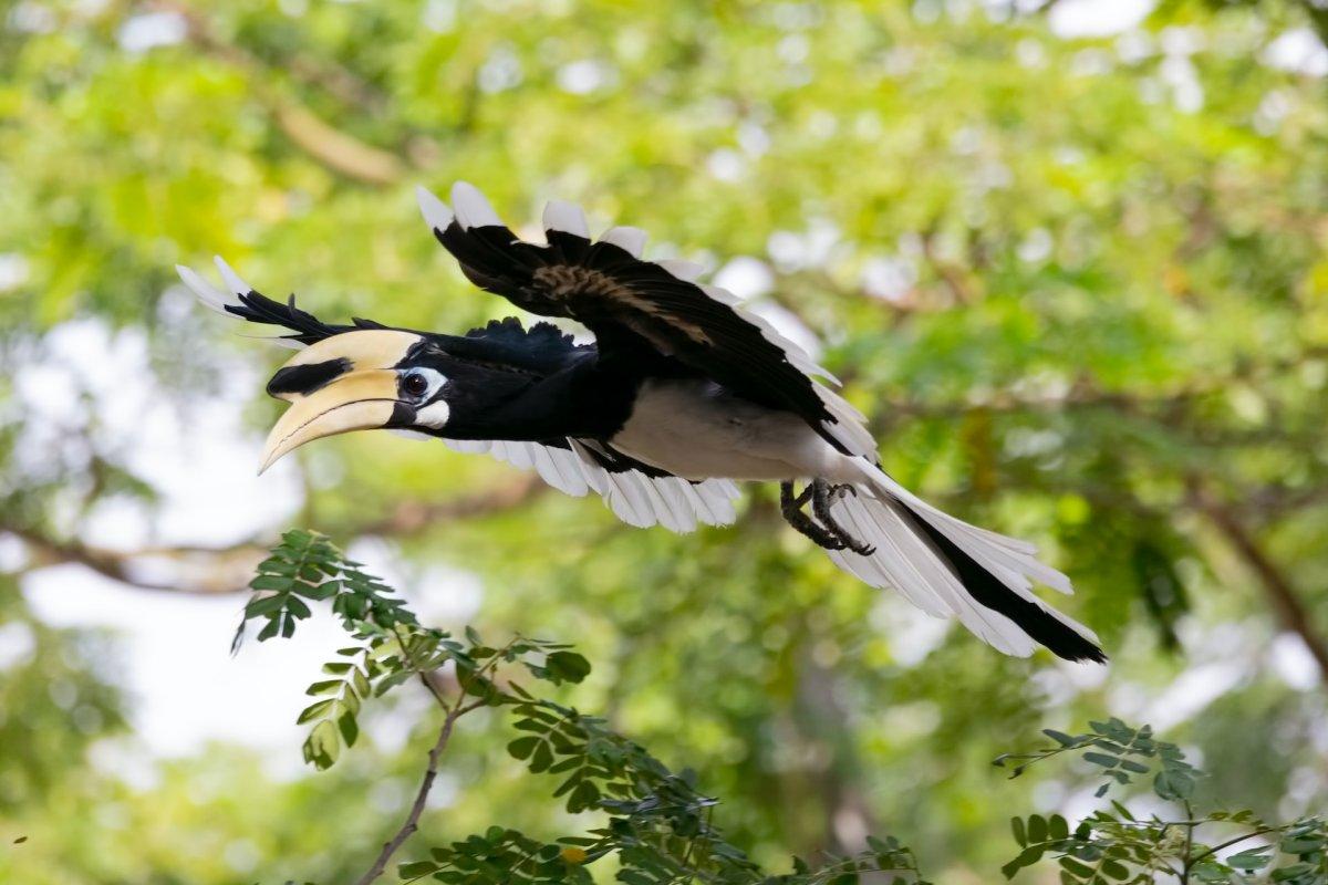 oriental pied hornbill is part of the list of animals in malaysia
