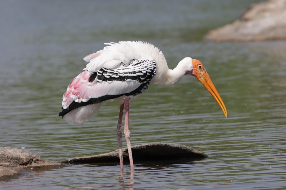 painted stork