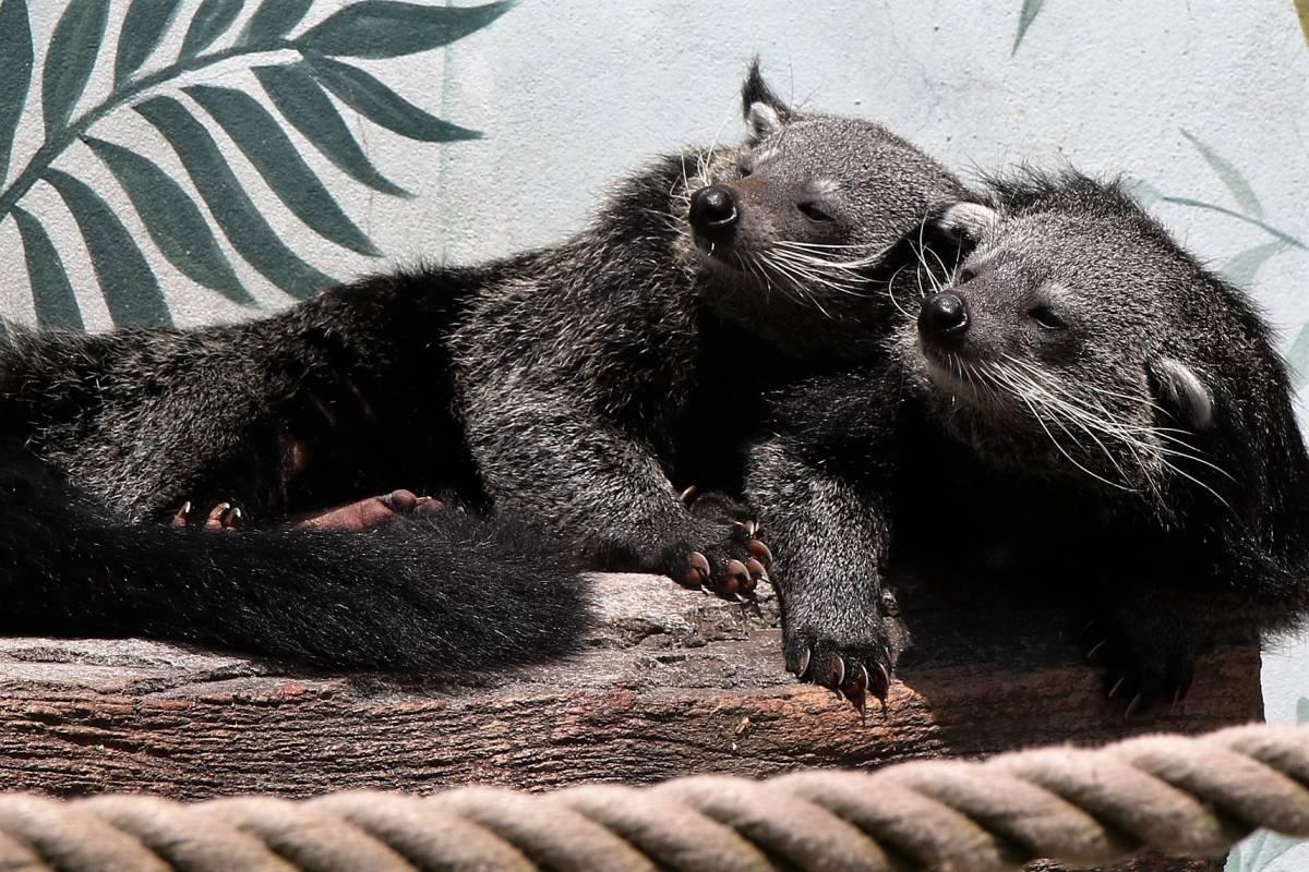 palawan binturong is one of the animals from the philippines
