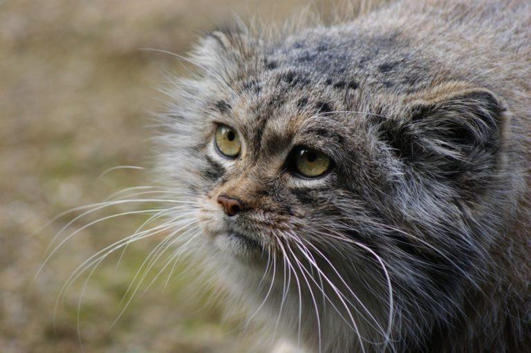 доклад про животных которые занесены в красную книгу