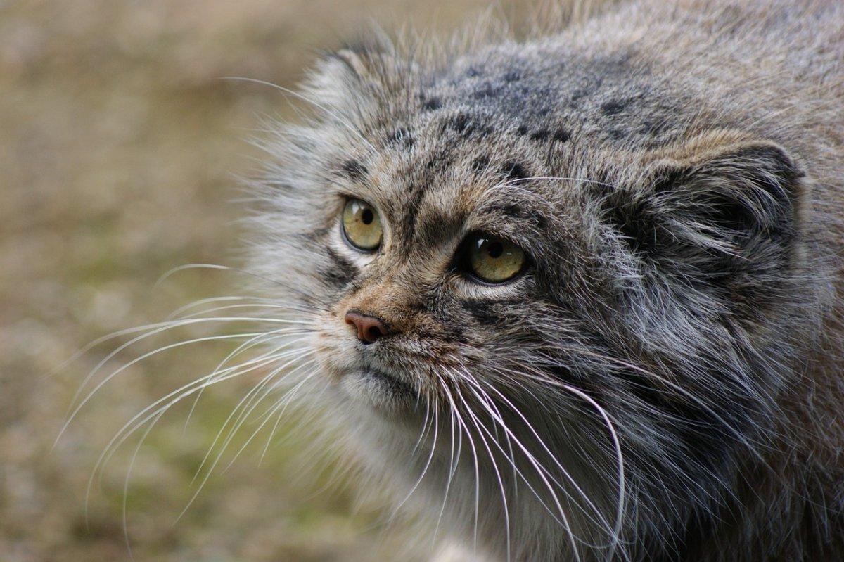 pallas's cat is one of the animals in kyrgyzstan