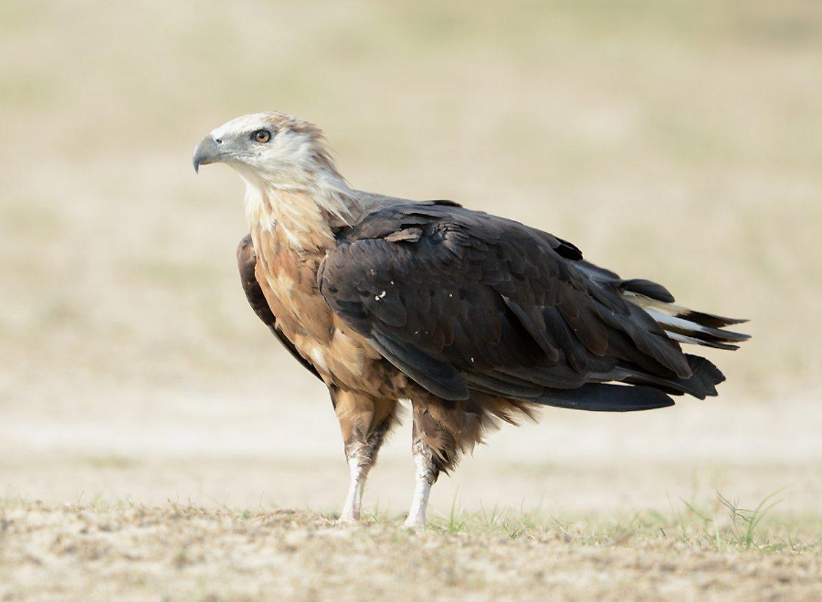 pallas's fish eagle