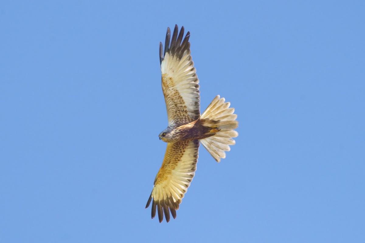 pallid harrier is part of the malawi wildlife