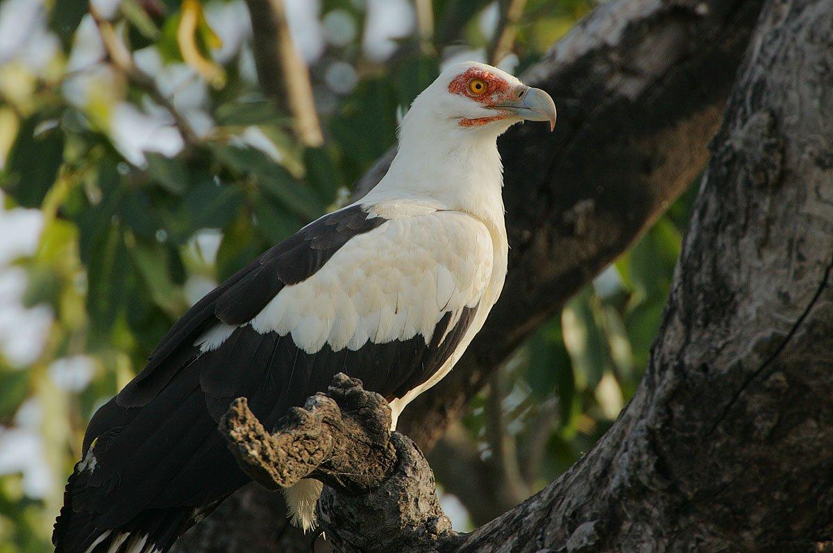 palm nut vulture standing on a tree