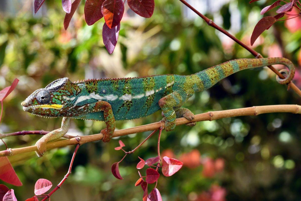 panther chameleon is one of the animals of madagascar rainforest