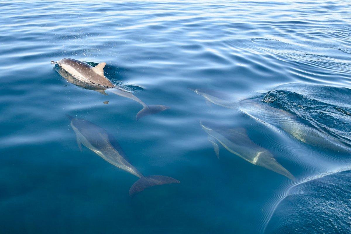 pantropical spotted dolphin is among the mauritius island animals