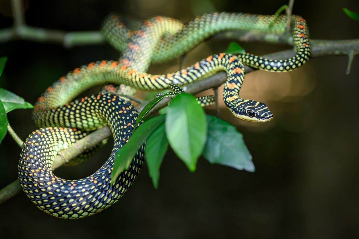 paradise tree snake is one of the animals found in malaysia