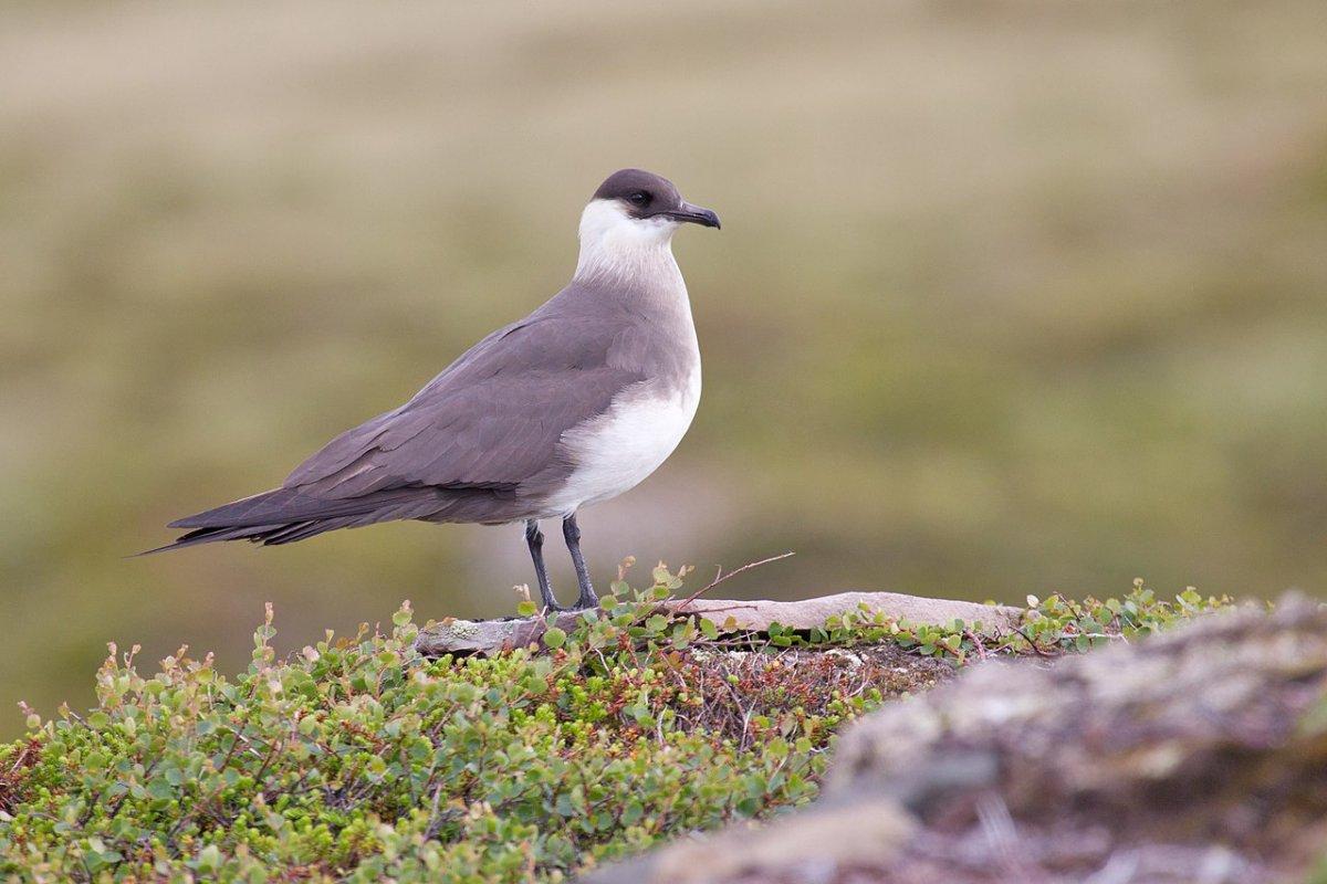 parasitic jaeger is in the native animals in kenya