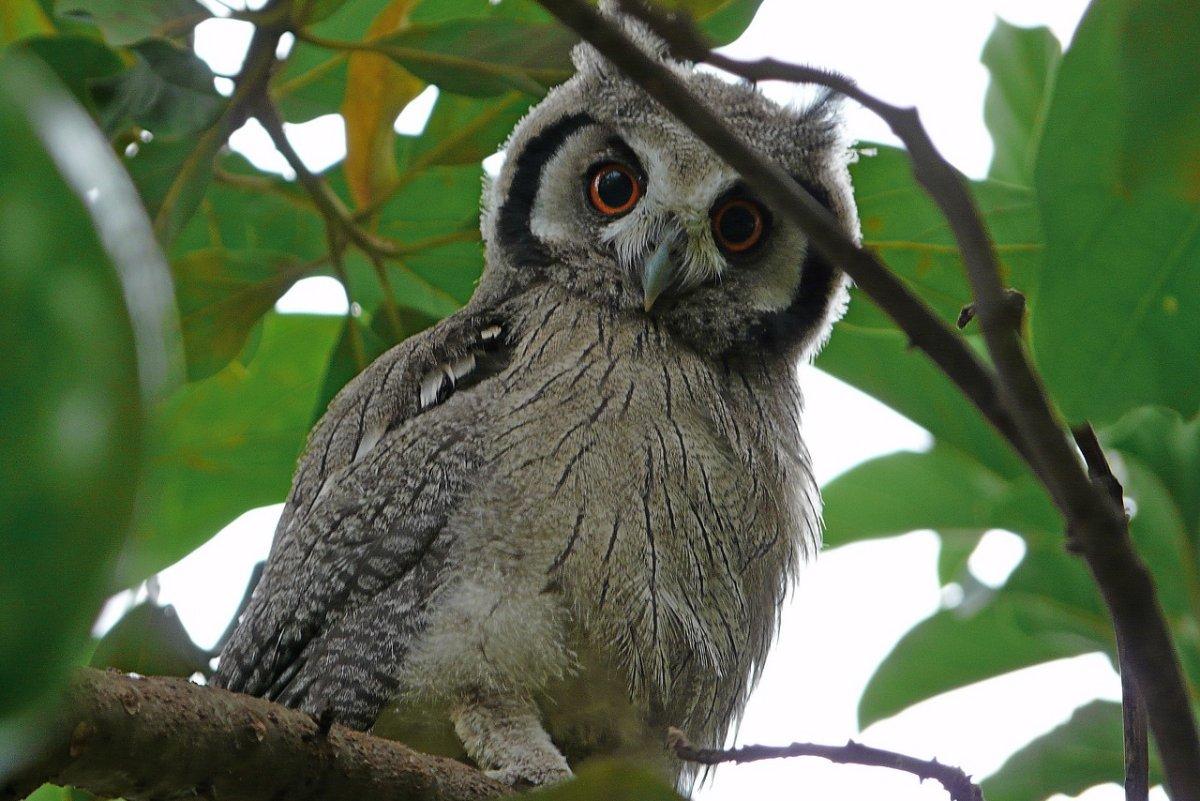 pemba scops owl is part of the tanzania wildlife